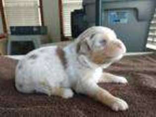 Miniature Australian Shepherd Puppy for sale in Waycross, GA, USA