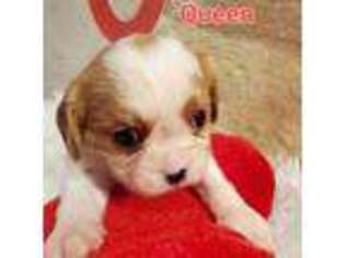 Cavalier King Charles Spaniel Puppy for sale in La Vernia, TX, USA