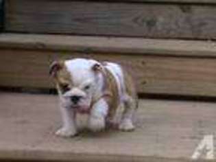 Bulldog Puppy for sale in CROSSVILLE, TN, USA