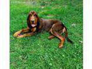 Bloodhound Puppy for sale in Hustonville, KY, USA