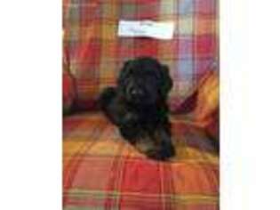 Goldendoodle Puppy for sale in Hillsboro, OH, USA