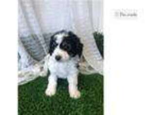 Cavalier King Charles Spaniel Puppy for sale in Fort Wayne, IN, USA