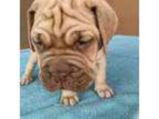 American Bull Dogue De Bordeaux Puppy for sale in Fort Mohave, AZ, USA