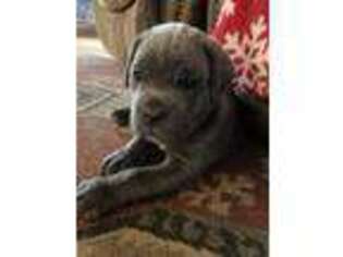 Cane Corso Puppy for sale in Barrington, RI, USA