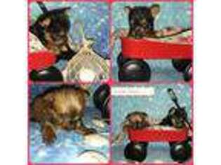 Yorkshire Terrier Puppy for sale in Richlands, NC, USA