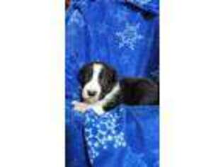 Border Collie Puppy for sale in Lyons, MI, USA