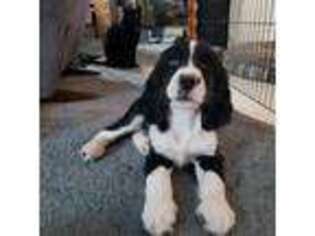English Springer Spaniel Puppy for sale in Stevensville, MT, USA