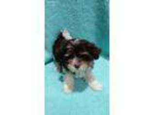 Havanese Puppy for sale in Dalton, OH, USA