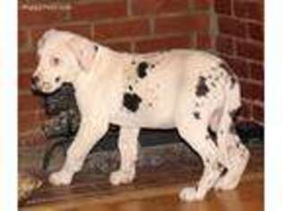 Great Dane Puppy for sale in Wheeling, WV, USA
