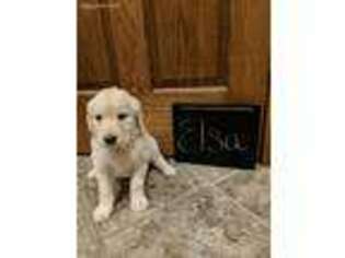 Goldendoodle Puppy for sale in Francesville, IN, USA