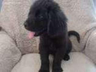 Newfoundland Puppy for sale in Columbiana, OH, USA
