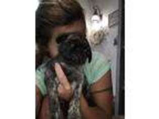 Pug Puppy for sale in Jamestown, ND, USA
