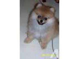 Pomeranian Puppy for sale in WHITTIER, NC, USA