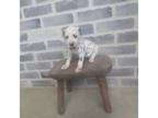 Dalmatian Puppy for sale in Grabill, IN, USA