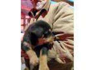 Rottweiler Puppy for sale in Fife Lake, MI, USA