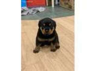 Rottweiler Puppy for sale in Sparta, MI, USA