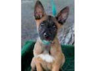 Belgian Malinois Puppy for sale in Camp Verde, AZ, USA