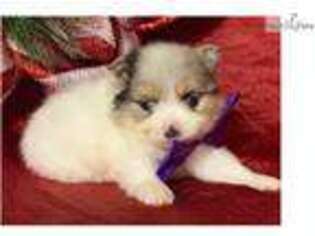 Pomeranian Puppy for sale in Lancaster, PA, USA