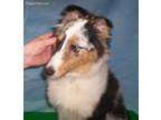 Shetland Sheepdog Puppy for sale in Coopersburg, PA, USA