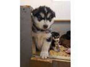 Alaskan Malamute Puppy for sale in Two Harbors, MN, USA