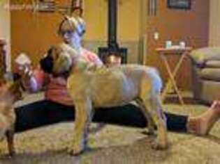 Mastiff Puppy for sale in Apple Valley, CA, USA