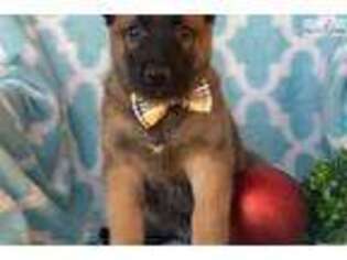 Belgian Malinois Puppy for sale in Lancaster, PA, USA