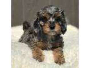Cavapoo Puppy for sale in Moses Lake, WA, USA