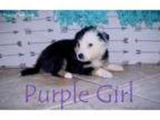 Australian Shepherd Puppy for sale in Wentzville, MO, USA