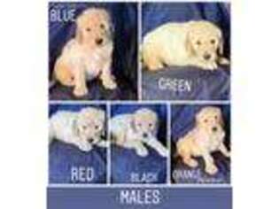 Goldendoodle Puppy for sale in Kingsville, MO, USA