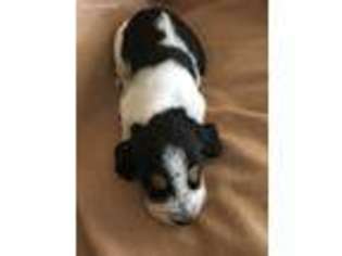 Basset Hound Puppy for sale in Union, SC, USA