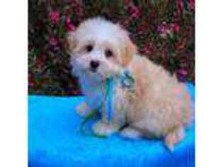 Havanese Puppy for sale in Rowley, IA, USA