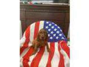 Irish Setter Puppy for sale in Ringsted, IA, USA