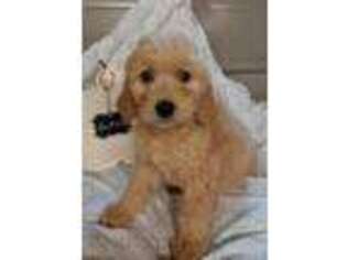 Goldendoodle Puppy for sale in Commerce, TX, USA