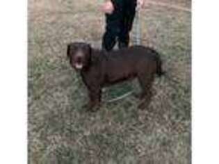 Labrador Retriever Puppy for sale in Hillsboro, TN, USA