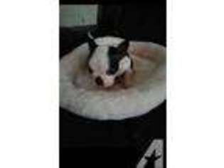 Boston Terrier Puppy for sale in BELL, CA, USA