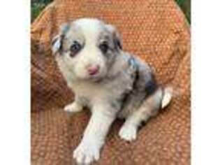 Border Collie Puppy for sale in Snohomish, WA, USA