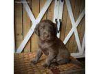 Labradoodle Puppy for sale in Gold Creek, MT, USA