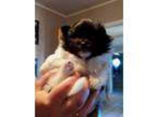 Pomeranian Puppy for sale in Taunton, MA, USA