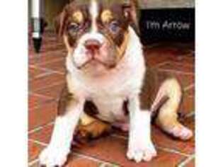 Olde English Bulldogge Puppy for sale in Homestead, FL, USA