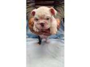 Bulldog Puppy for sale in Sidney, IA, USA