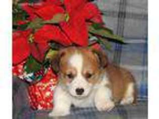 Pembroke Welsh Corgi Puppy for sale in Payne, OH, USA