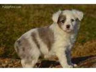 Miniature Australian Shepherd Puppy for sale in Mount Joy, PA, USA