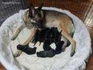 German Shepherd Dog Puppy for sale in West Milton, OH, USA
