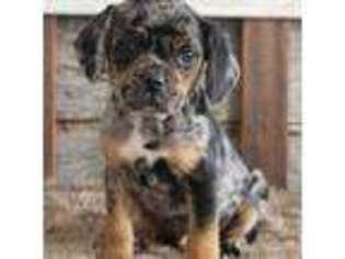 Puggle Puppy for sale in West Plains, MO, USA