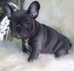 French Bulldog Puppy for sale in Keasbey, NJ, USA