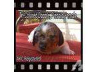 Dachshund Puppy for sale in COARSEGOLD, CA, USA