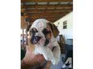 Bulldog Puppy for sale in GUYTON, GA, USA