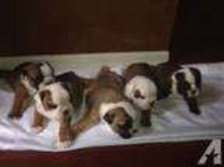 Bulldog Puppy for sale in ORLANDO, FL, USA