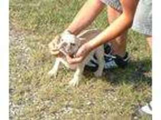 French Bulldog Puppy for sale in Oronogo, MO, USA