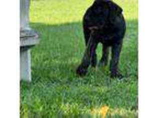 Boerboel Puppy for sale in Hockley, TX, USA